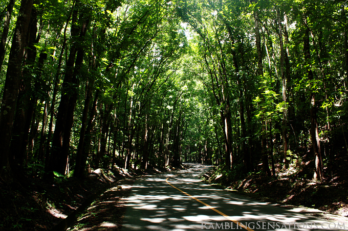 Bohol’s Man-Made Forest