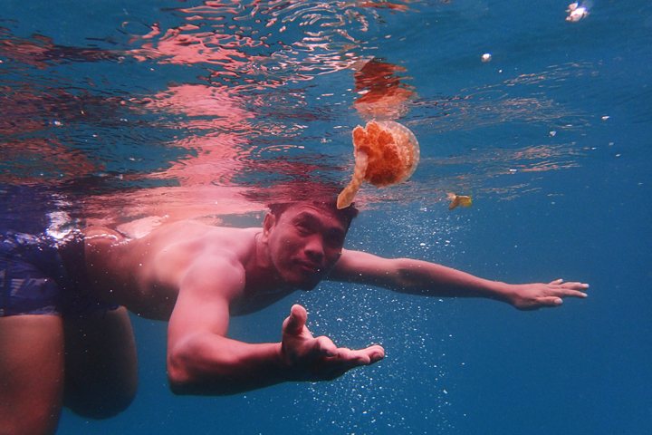 While swimming with the non-stinging jellyfishes is not allowed in the jellyfishes sanctuary, there are a lot of other spots where you could see and swim with them. This picture is taken at Isla Noah