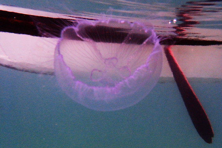 A transparent jelly fish